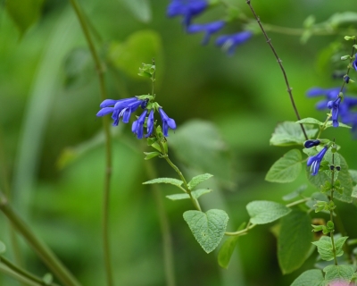 Salvia Divinorum: Wat je moet weten over dit speciale kruid
